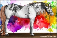 Horse Color:White Spotted Liver Chestnut Blanket 