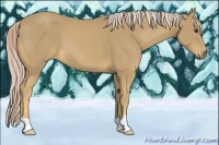 Horse Color:Palomino 