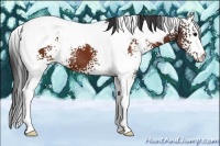 Horse Color:White Spotted Brown Tobiano 