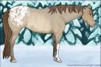 Horse Color:Sable Cream Champagne Roan Appaloosa Rabicano 