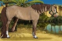 Horse Color:Liver Red Dun Sabino Rabicano 