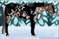 Horse Color:Bay Sabino Splash Tobiano Appaloosa Rabicano 