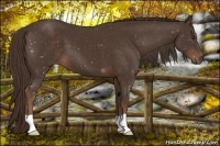 Horse Color:Liver Chestnut 