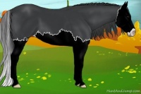 Horse Color:Black Splash