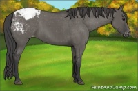 Horse Color:Grullo Appaloosa Brindle 