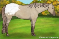 Horse Color:Liver Red Dun Appaloosa