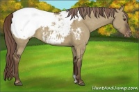 Horse Color:Liver Red Dun Appaloosa