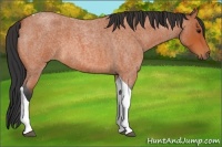Horse Color:Unknown 