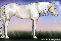 Horse Color:White Spotted Chocolate Palomino Pearl 
