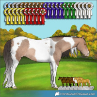 Horse Color:Sable Champagne Tobiano Rabicano