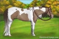 Horse Color:Classic Champagne Tobiano