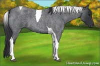 Horse Color:Blue Roan Tobiano