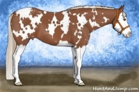 Horse Color:White Spotted Chestnut Splash Varnish