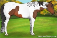 Horse Color:Bay Tobiano 