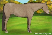 Horse Color:Classic Champagne 