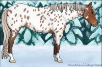Horse Color:Silver Bay Roan Appaloosa 