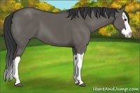 Horse Color:Grullo Splash
