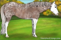 Horse Color:Silver Bay Ice Sabino Splash Rabicano 
