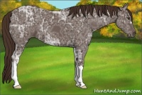 Horse Color:Liver Chestnut Ice