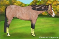 Horse Color:Bay Roan Splash