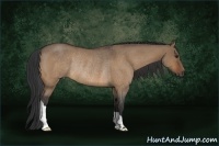 Horse Color:Bay Roan Dun Rabicano 