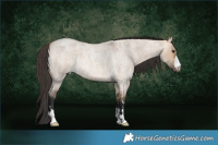 Horse Color:Bay Roan Dun Rabicano 