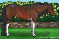 Horse Color:Bay Tobiano 