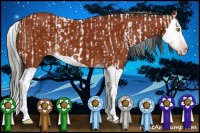 Horse Color:Gray Amber Champagne Appaloosa  and Gray Bay Splash 