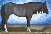 Horse Color:Smoky Blue Roan Rabicano 