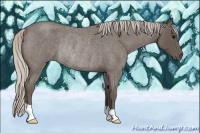 Horse Color:Silver Blue Roan Rabicano 