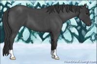 Horse Color:Smoky Blue Roan 
