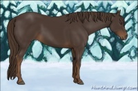 Horse Color:Liver Chestnut