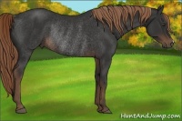 Horse Color:Liver Chestnut Rabicano 