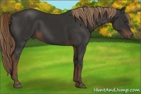 Horse Color:Liver Chestnut 