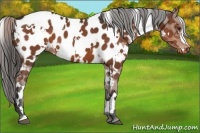 Horse Color:White Spotted Liver Chestnut Appaloosa 