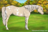 Horse Color:White Spotted Cremello 
