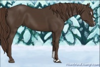 Horse Color:Liver Chestnut Sabino