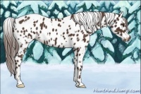 Horse Color:White Spotted Liver Chestnut Appaloosa 