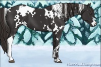 Horse Color:White Spotted Liver Chestnut 