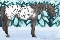 Horse Color:White Spotted Liver Chestnut Blanket 