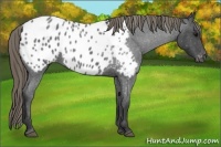 Horse Color:Smoky Blue Roan Appaloosa 