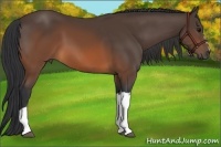 Horse Color:Brown 