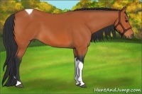 Horse Color:Bay Tobiano 
