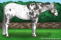 Horse Color:White Spotted Liver Chestnut Appaloosa 