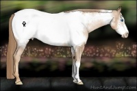 Horse Color:Liver Chestnut Pearl Frame Appaloosa Rabicano