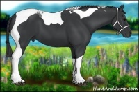 Horse Color:Black Tobiano 