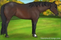 Horse Color:Brown 