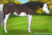 Horse Color:Brown Splash 