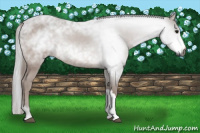 Horse Color:Gray Bay 