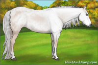 Horse Color:Gray Bay 